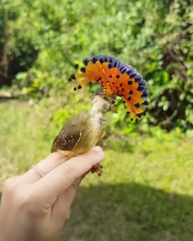 Красивая_птичка