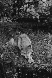 tmp-cam--293109780