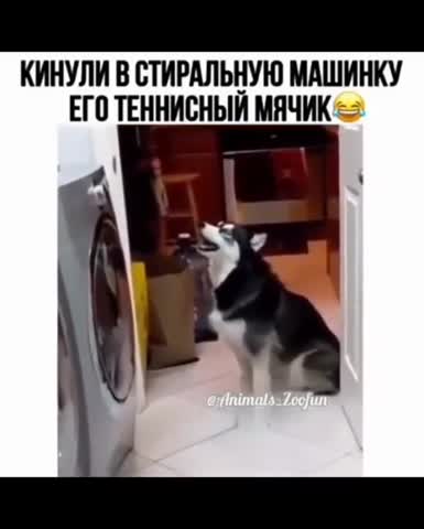 СМЕШНЫЕ_ЖИВОТНЫЕ