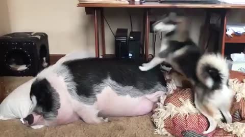 Вставаи?_е?нныи?_шашлык__Видео_приколы