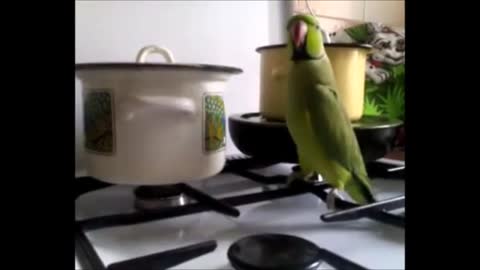 Попугай_хочет_кушать