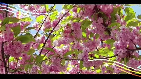 Всех_с_праздником_1мая