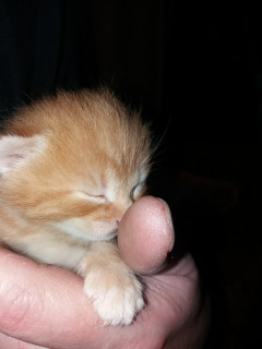 IMG-b40d00d845115232583e66d2191491f9-V