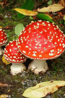 61