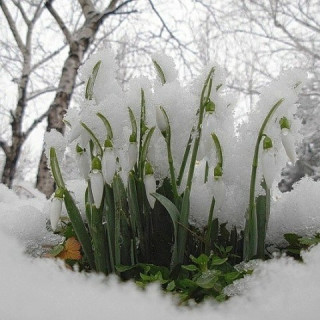 подснежники