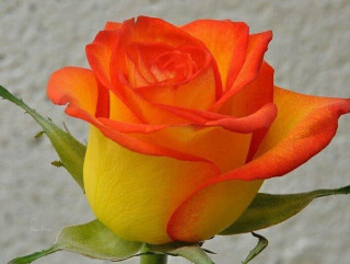 роза Мелодия