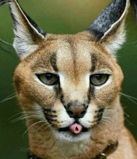 IMG_20190511_023343_579