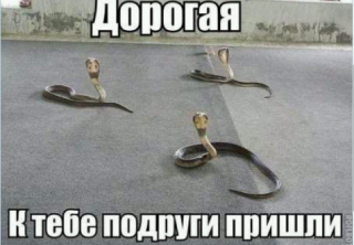 гости_пришли