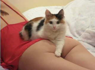 отдам_за_вискас