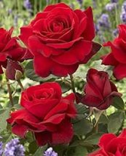 красные розы