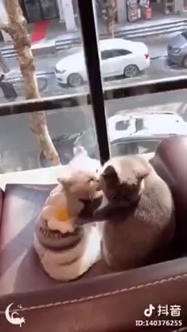 Влюбленная пара котов