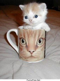 Cup_Cat_