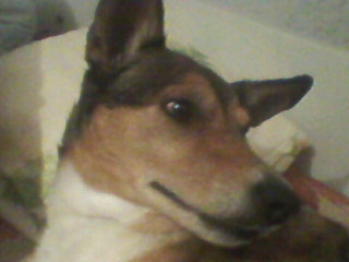 29_04_2019-Собака_Роза