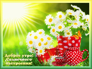 Утро ромашки