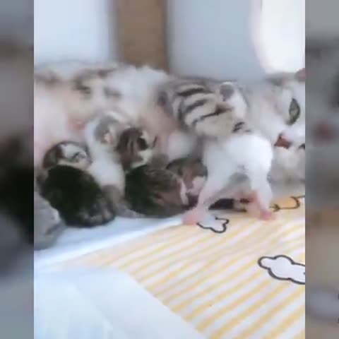 Животные