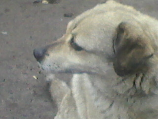 11_04_2019-Собака_Жуля