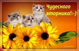 Чудесного_вторника_04_06