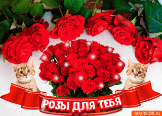 Самые  красивые розы