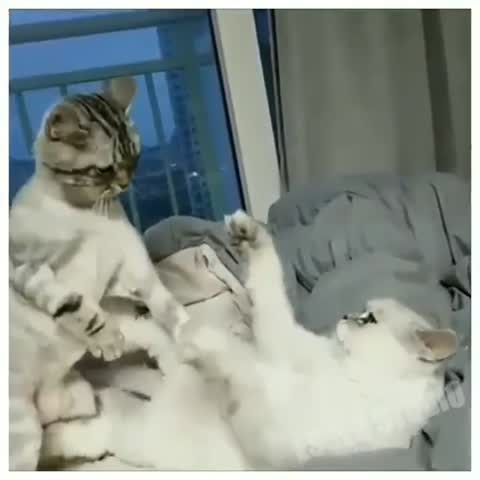 Котэмены_удачи