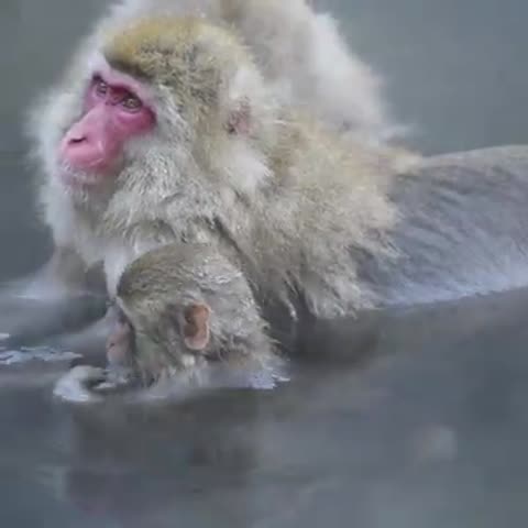 МиЛаШечки