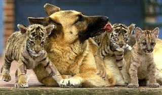 воспитание