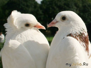 1053375_3869-800x600