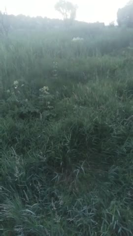 video-f8c1657c79ab9dfab7421edb0aeabff0-V