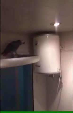 Попугай_матерится