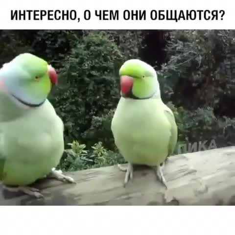 разговаривают