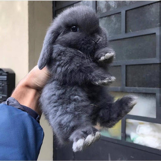 mbpYSjERXPc