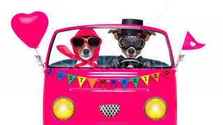 8218619_stock-photo-gay-pride-couple-marriage