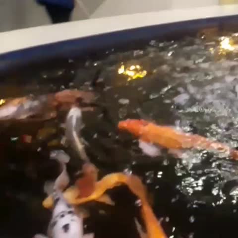 Foiz__VID_20190430_024944