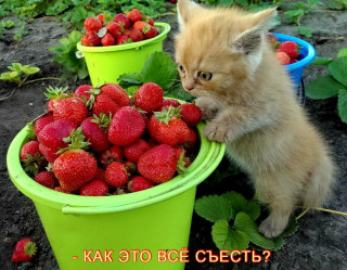R1kQ4eSdekc