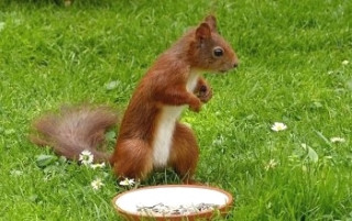 squirrelfanworld_us___BzMAYWoH2C6___