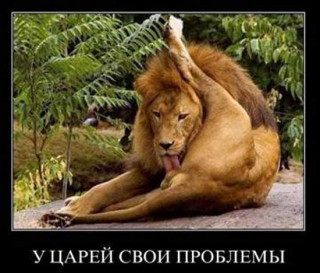 kartinki-so-lvami-11