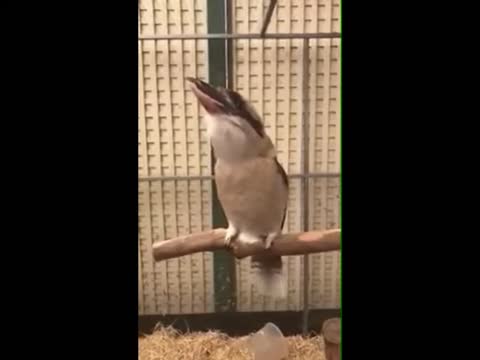 VID-20190703-WA0000
