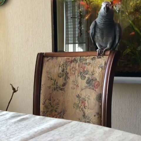 VID-20190502-WA0015