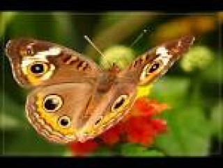 images_17