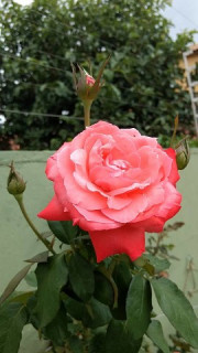 роза Маэстро