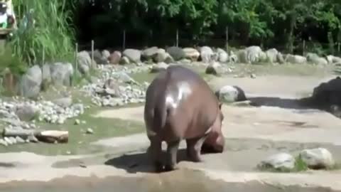 бегемотик_пукнул