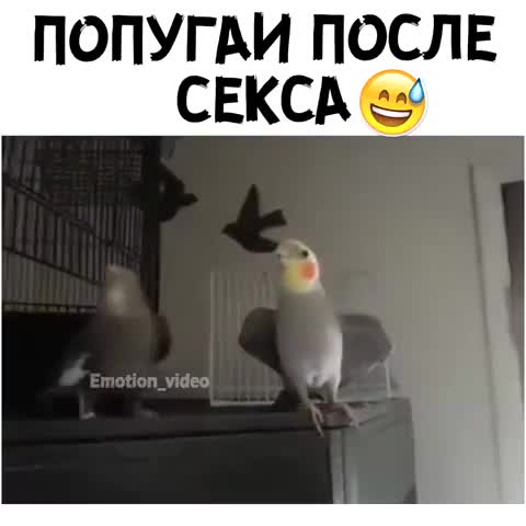 попугаи_после_секса