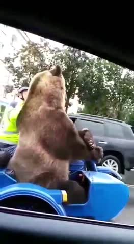 Медведь
