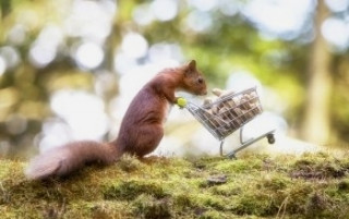 squirrelfanworld_us___B0JN_w1HPBe___