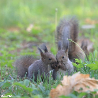 nuts_about_squirrels___B0Iu38ZH3tt___