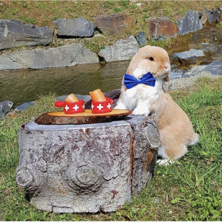 bunniesthatlunch___B0Jf178AcXV___
