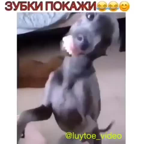 зубки_покажи