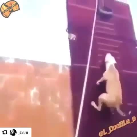 Рвкета а не собака