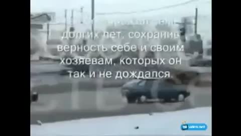 Памятник_собаке_в_Тольятти