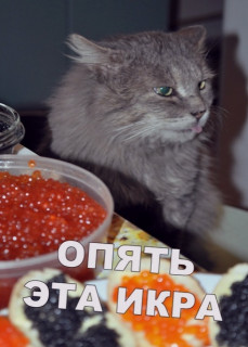 _a1QJuHzxhQ