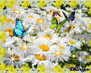 ромашковое настроение